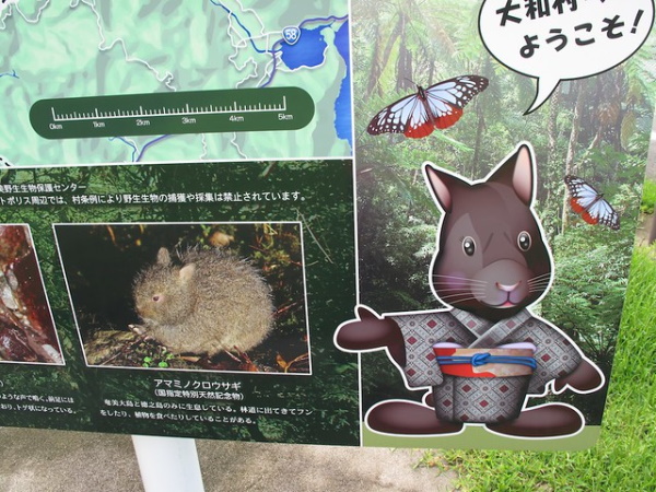 Show Me The Bunny: The World’s 7 Most Amazing Rabbits