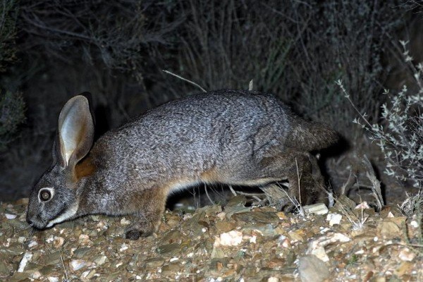 Show Me The Bunny: The World’s 7 Most Amazing Rabbits