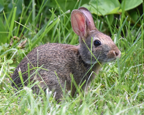 Show Me The Bunny: The World’s 7 Most Amazing Rabbits
