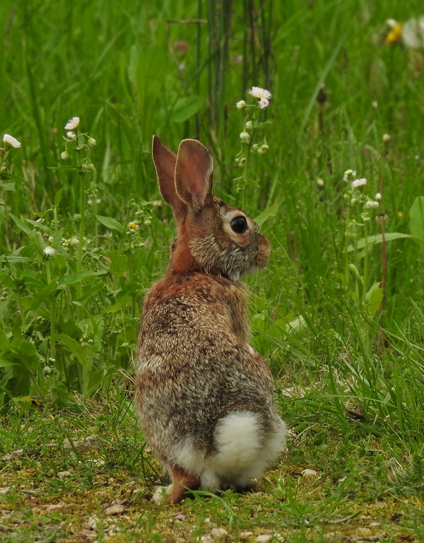 Show Me The Bunny: The World’s 7 Most Amazing Rabbits