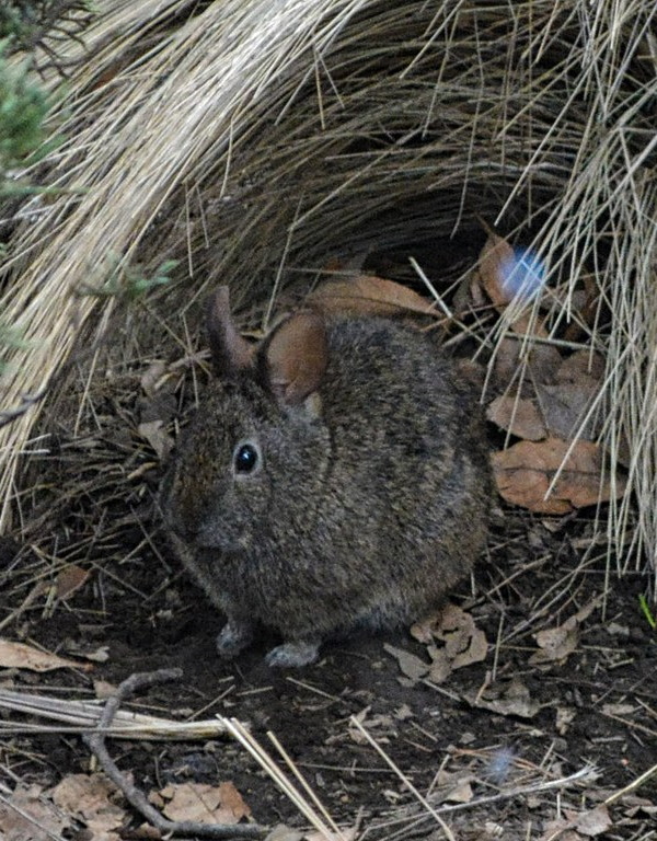 Show Me The Bunny: The World’s 7 Most Amazing Rabbits