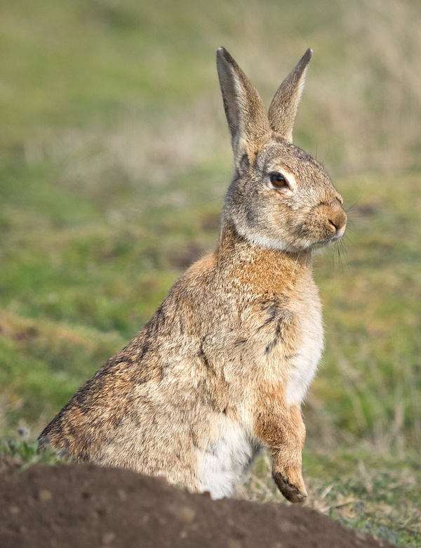 Show Me The Bunny: The World’s 7 Most Amazing Rabbits