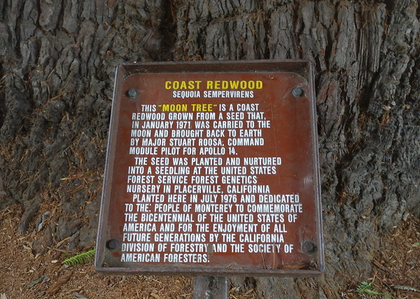 Bark Trek: Amazing Moon Trees Wood Be Good