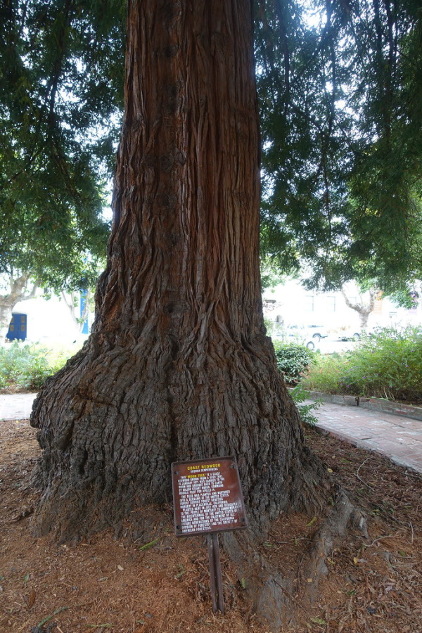 Bark Trek: Amazing Moon Trees Wood Be Good