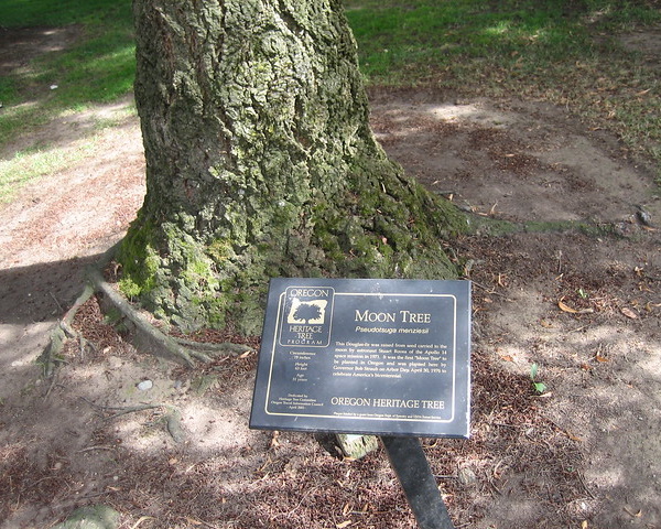 Bark Trek: Amazing Moon Trees Wood Be Good
