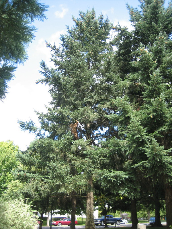 Bark Trek: Amazing Moon Trees Wood Be Good