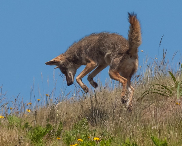 Howl Be Back: The Top 7 Amazing Coyotes