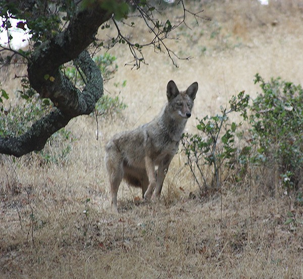 Howl Be Back: The Top 7 Amazing Coyotes