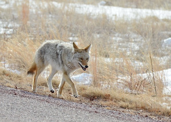 Howl Be Back: The Top 7 Amazing Coyotes