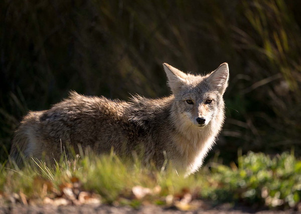 Howl Be Back: The Top 7 Amazing Coyotes