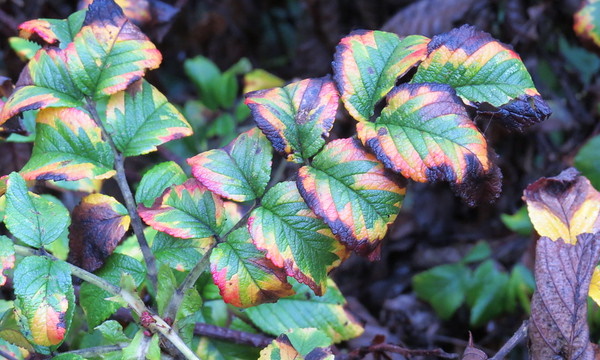 Something All Fall: 7 Amazing Offbeat Autumn Leaves