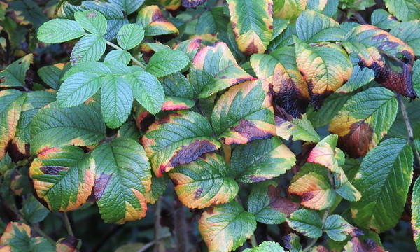 Something All Fall: 7 Amazing Offbeat Autumn Leaves