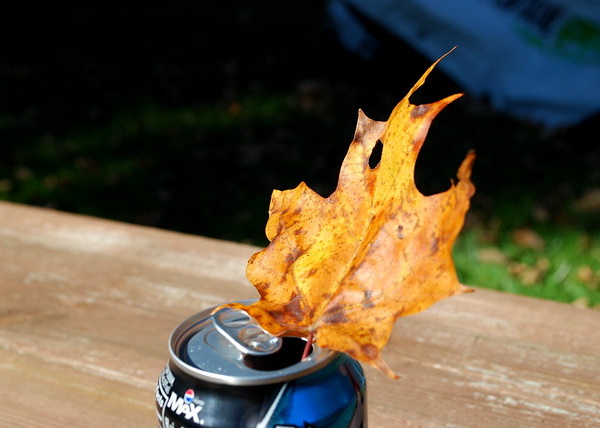 Something All Fall: 7 Amazing Offbeat Autumn Leaves