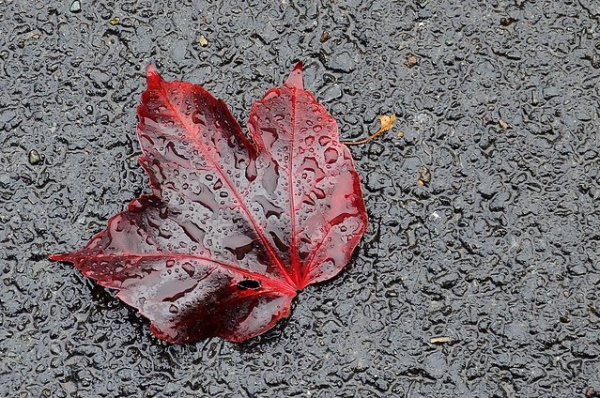Something All Fall: 7 Amazing Offbeat Autumn Leaves