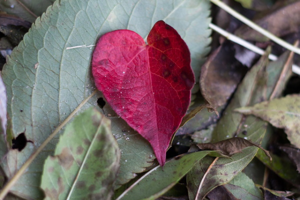 Something All Fall: 7 Amazing Offbeat Autumn Leaves