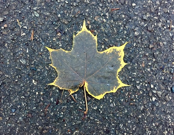 Something All Fall: 7 Amazing Offbeat Autumn Leaves