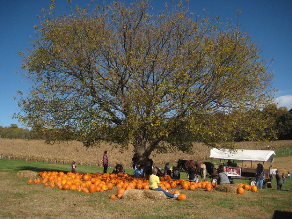 Orange Shade: 10 Totally Top-Heavy Pumpkin Trees