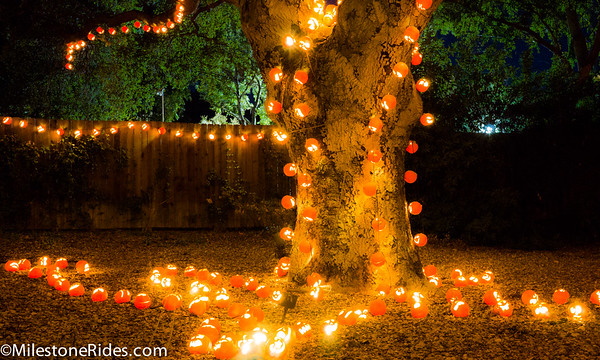 Orange Shade: 10 Totally Top-Heavy Pumpkin Trees