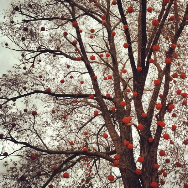Orange Shade: 10 Totally Top-Heavy Pumpkin Trees
