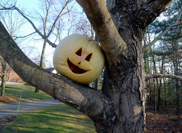 Orange Shade: 10 Totally Top-Heavy Pumpkin Trees