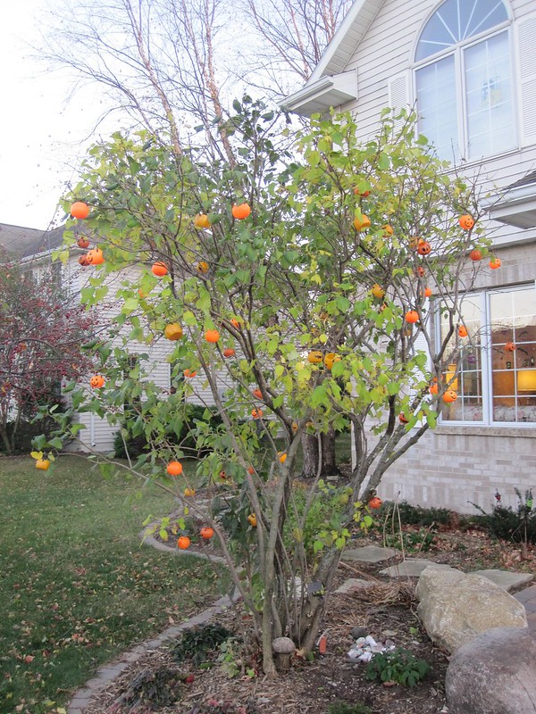 Orange Shade: 10 Totally Top-Heavy Pumpkin Trees