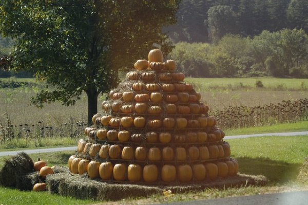 Orange Shade: 10 Totally Top-Heavy Pumpkin Trees