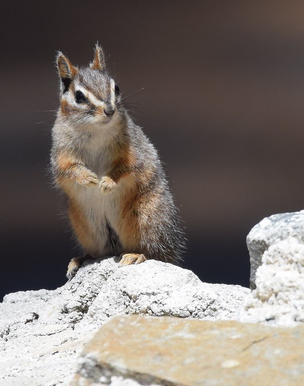Go Nuts! The 7 Most Amazing Chipmunk Species