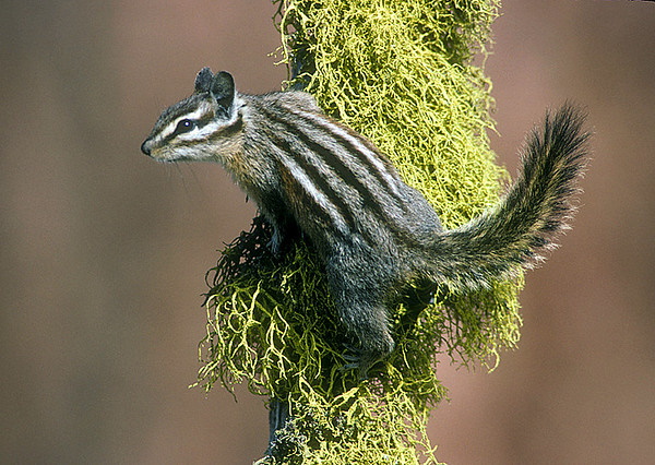 Go Nuts! The 7 Most Amazing Chipmunk Species