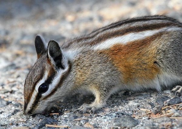 Go Nuts! The 7 Most Amazing Chipmunk Species