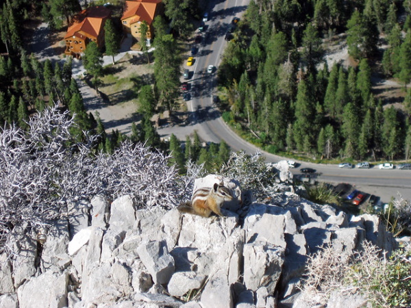 Go Nuts! The 7 Most Amazing Chipmunk Species