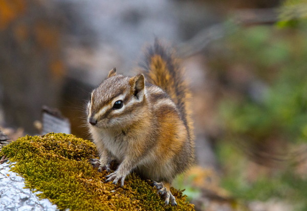 Go Nuts! The 7 Most Amazing Chipmunk Species