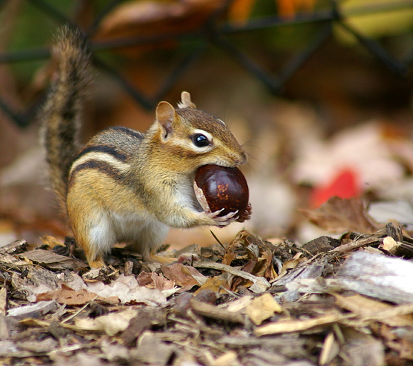 Go Nuts! The 7 Most Amazing Chipmunk Species
