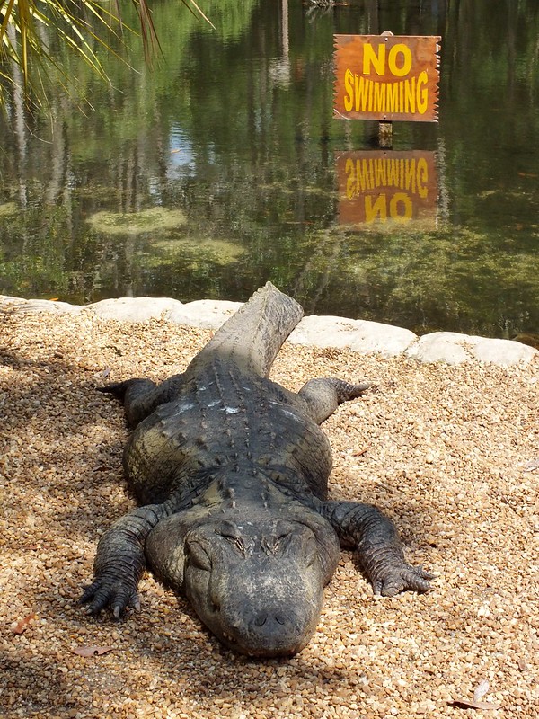 Don’t Tread In Me: 10 Nifty ‘No Swimming’ Signs