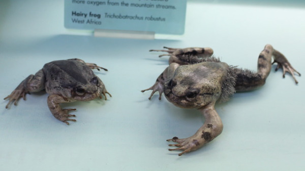 Getting Their Kicks: The World’s 7 Most Amazing Frogs