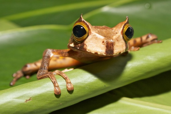 Getting Their Kicks: The World’s 7 Most Amazing Frogs