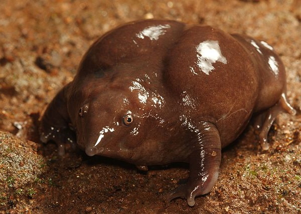 Getting Their Kicks: The World’s 7 Most Amazing Frogs