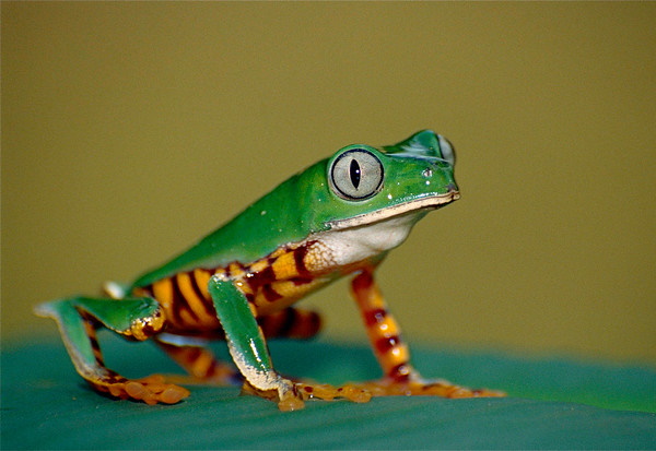 Getting Their Kicks: The World’s 7 Most Amazing Frogs