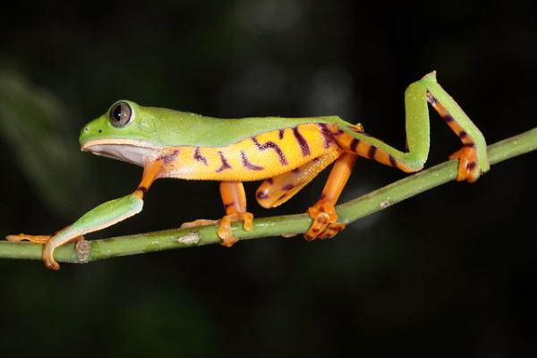 Getting Their Kicks: The World’s 7 Most Amazing Frogs