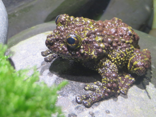 Getting Their Kicks: The World’s 7 Most Amazing Frogs
