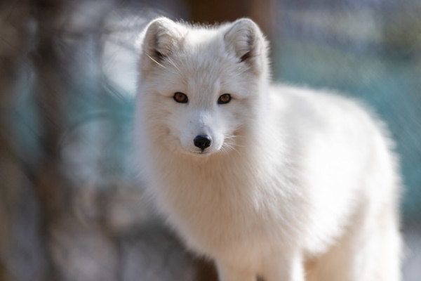 On The Run: The World’s 7 Most Amazing Foxes
