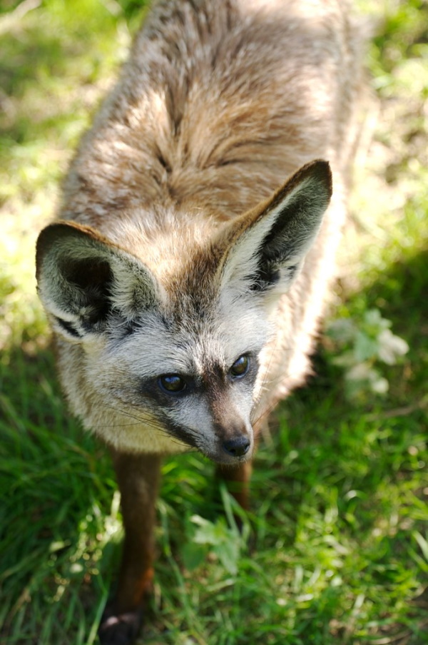 On The Run: The World’s 7 Most Amazing Foxes