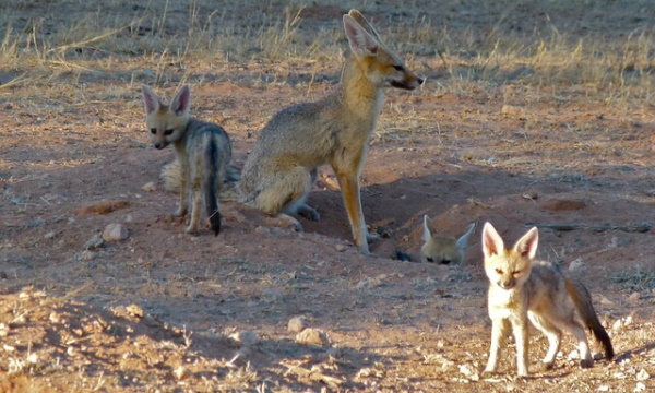 On The Run: The World’s 7 Most Amazing Foxes