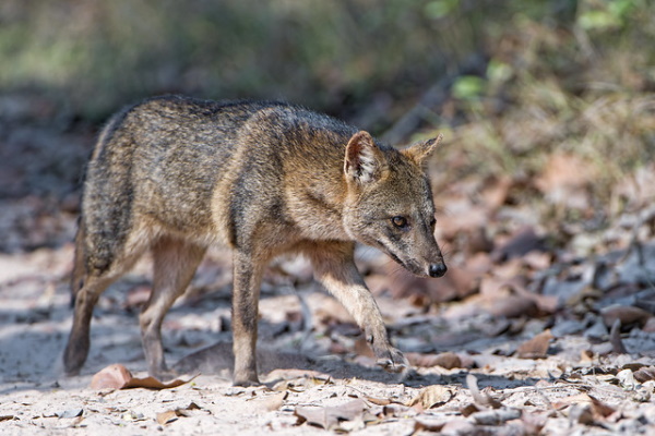 On The Run: The World’s 7 Most Amazing Foxes