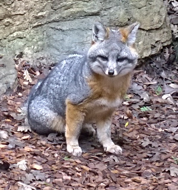 On The Run: The World’s 7 Most Amazing Foxes