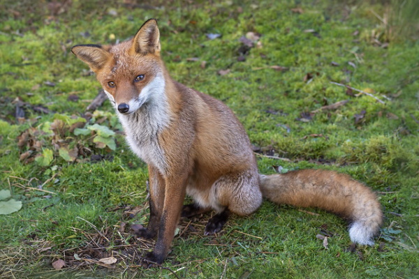 On The Run: The World’s 7 Most Amazing Foxes