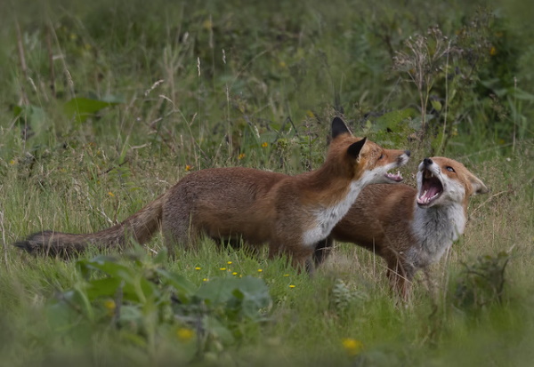 On The Run: The World’s 7 Most Amazing Foxes