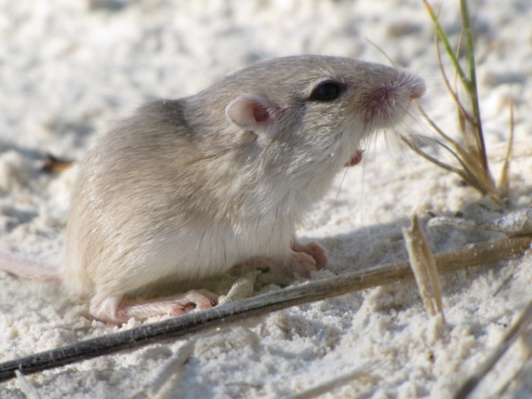 Goodbye & Good Rodents: The World’s 7 Most Amazing Mice