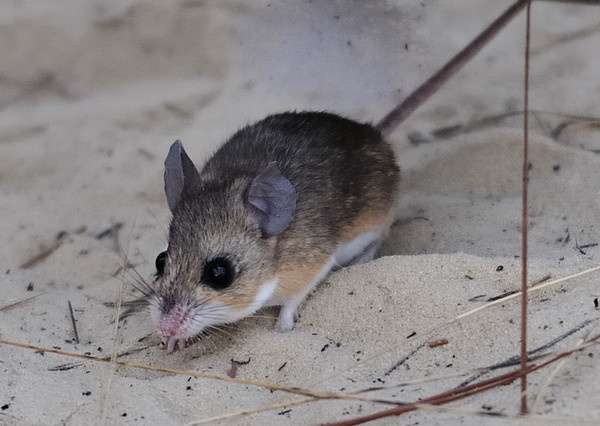 Goodbye & Good Rodents: The World’s 7 Most Amazing Mice