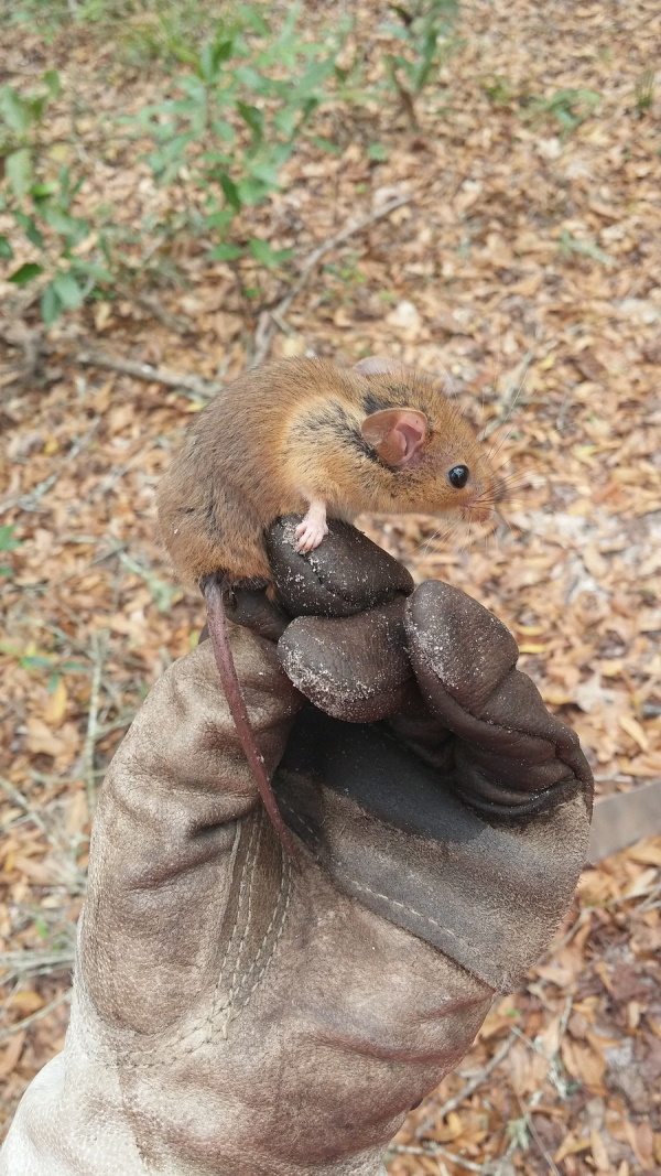 Goodbye & Good Rodents: The World’s 7 Most Amazing Mice