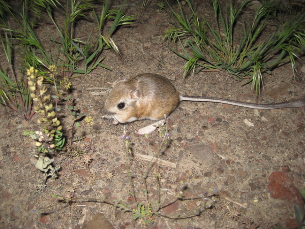 Goodbye & Good Rodents: The World’s 7 Most Amazing Mice